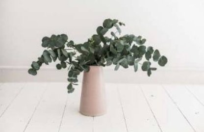 Creating Mindful Plant Spaces