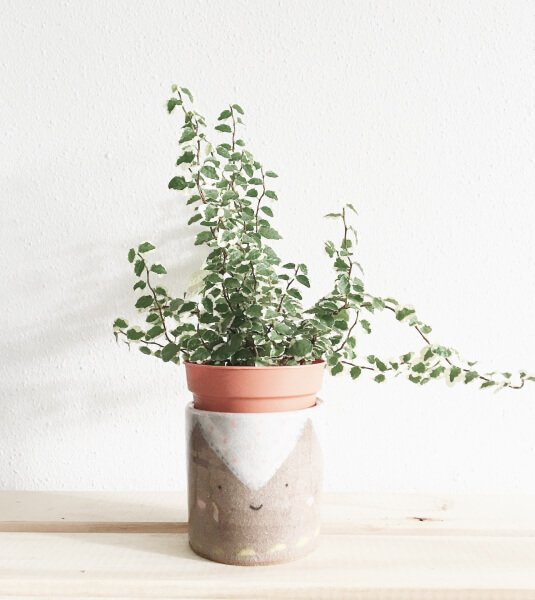 Syngonium Collection