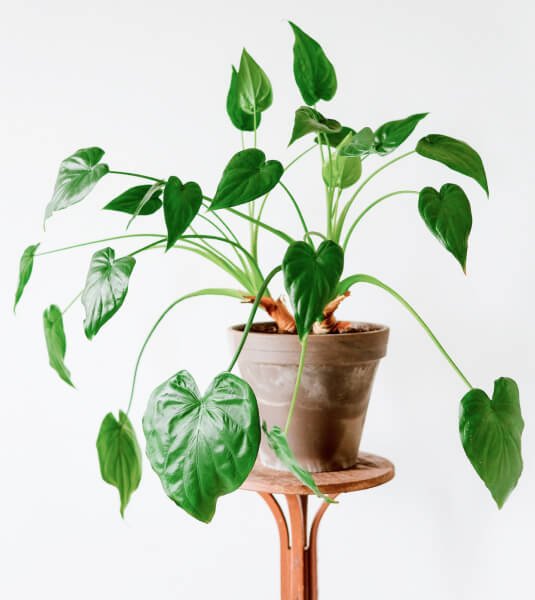 Philodendron Family