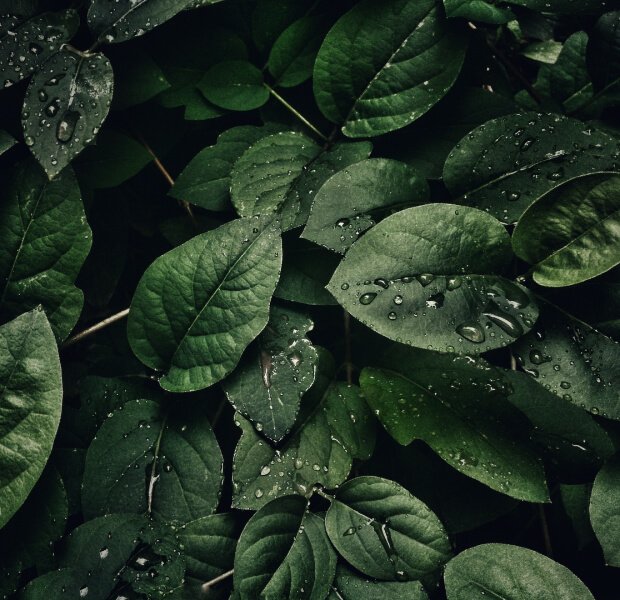 Beginner Friendly Plants