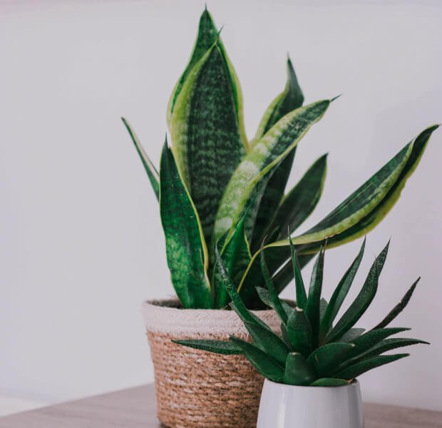 Air Purifying Plants