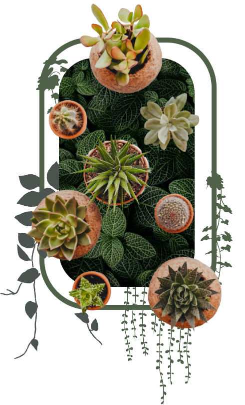 Root & Romance - Mindful Plant Living